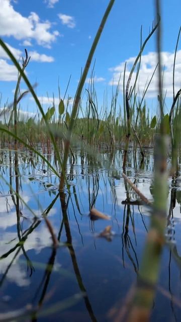 Невероятное место для отдыха в Карелии на берегу озера Хюмпелянъярви. #russia #карелия #сортавала смотреть онлайн