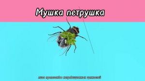 мушка петрушка