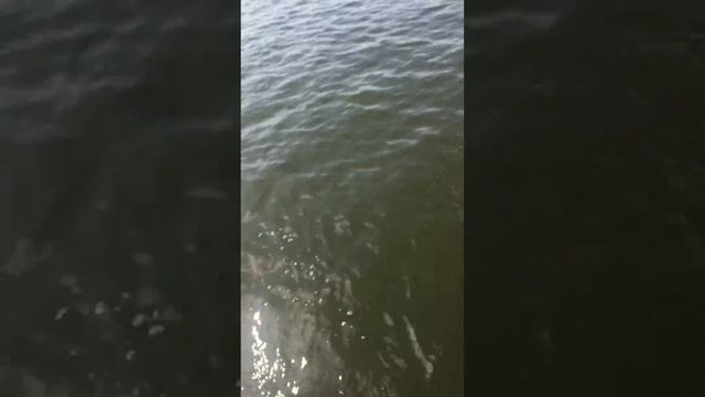 Огромный жерех ввалился на джиг !! Ares Evox 803MH смотреть онлайн