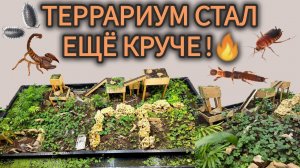 Улучшаем террариум. Заселяем новые виды.