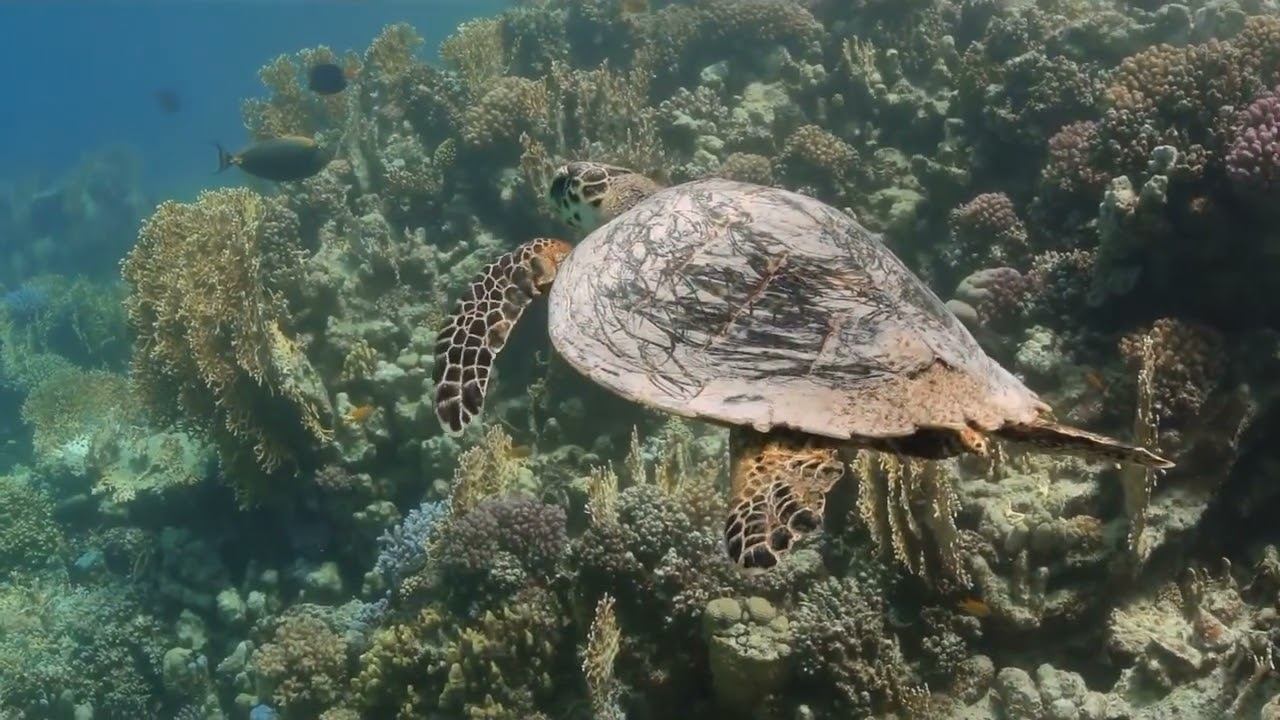 Red Sea 05 смотреть онлайн