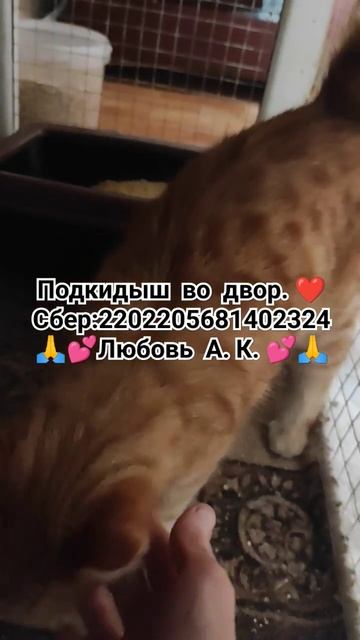 Кошкин дом#помощь#43 😼под одной крышей. 🥰 смотреть онлайн