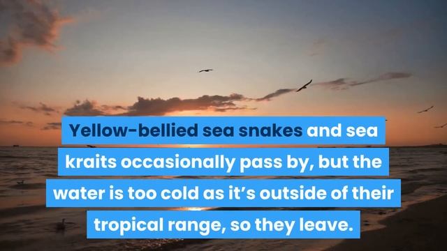 Places In The World Without Snakes | Countries WITHOUT Snakes! смотреть онлайн