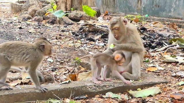 Wow! Baby monkey ROBERT has action to play so funny -when he sits wait protect for him so lovely смотреть онлайн