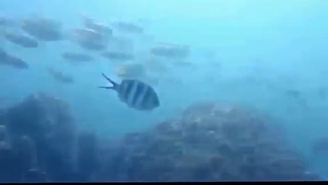 Дайвинг на Самуи смотреть онлайн