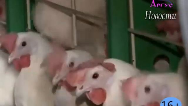 Новости Кувандыкского района смотреть онлайн