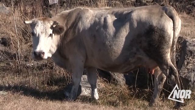 Отсутствие скотобойни в Ниноцминде смотреть онлайн