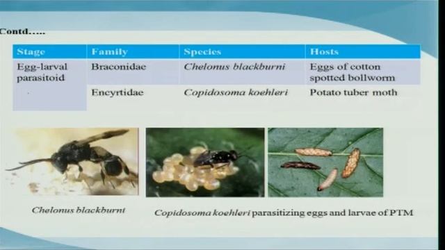 Biological Control- Parasitoids смотреть онлайн