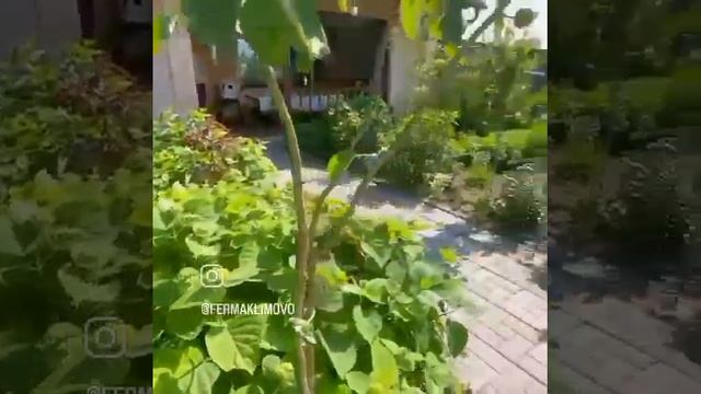 Экоферма Климово! отдых в Подмосковье! отдых на Истре! смотреть онлайн