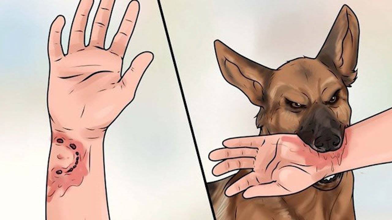 Правила безопасности при столкновении с собаками смотреть онлайн