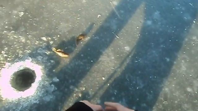 ловля ротана по перволедью смотреть онлайн
