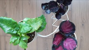 Обзор калатей апрель 25 г