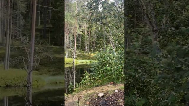 Карелия. Сортавала. Кемпинг «Светлое». Август-2024 смотреть онлайн