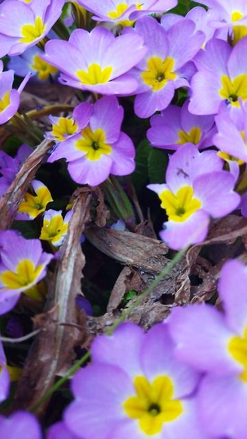 Примула обыкновенная Сибторпа - Primula vulgaris subsp. sibthorpii 24.04.23 смотреть онлайн