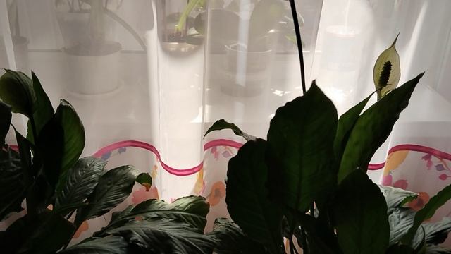 Мой цветник смотреть онлайн