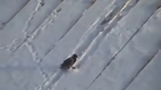 Ворона катается по крыше на сноуборде смотреть онлайн