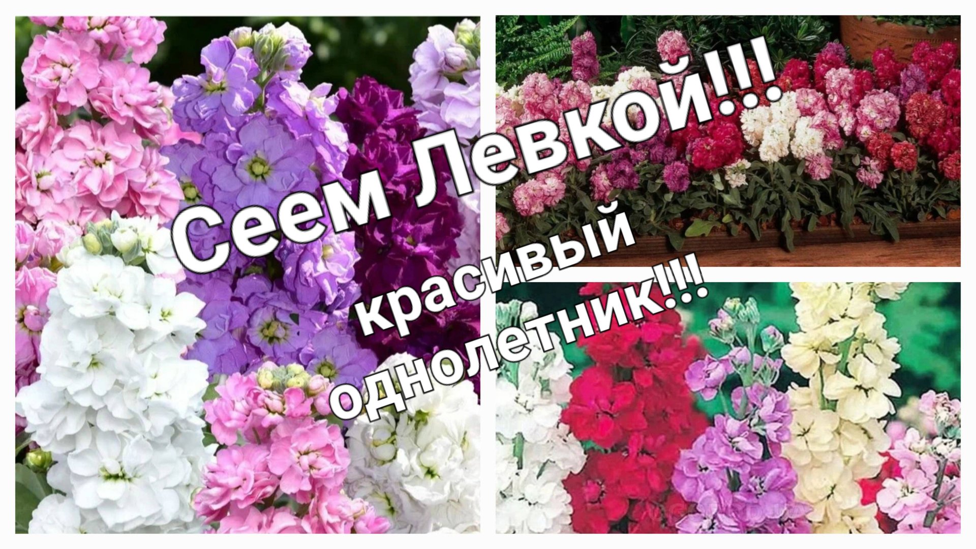 Левкой -выращивание из семян, уход и первый полив.