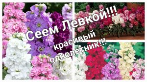 Левкой -выращивание из семян, уход и первый полив.