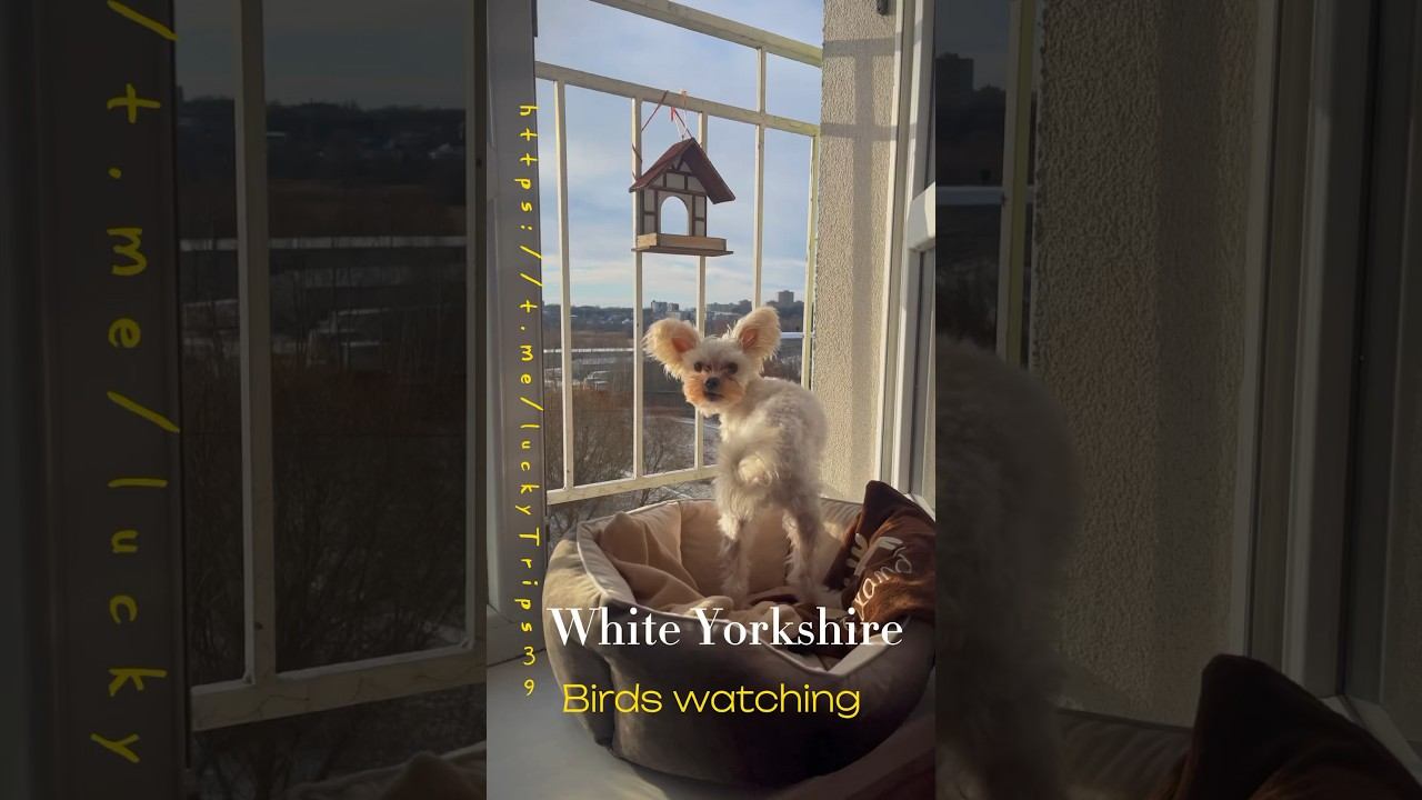 В телеграмм https://t.me/luckyTrips39 #белыйЙорк #whiteYork #Yorkshire #GoldDust #birdwatching смотреть онлайн
