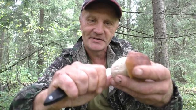 Собираем белые грибы. Август 2024 год. Тихая охота продолжается! смотреть онлайн