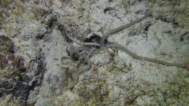 Ночные охотники смотреть онлайн