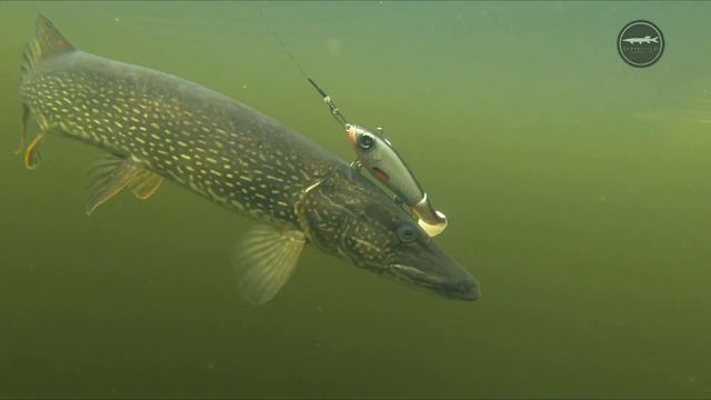 Щука на джерк (свимбейт) McHybrid, Приманки на щуку-лучшее. смотреть онлайн