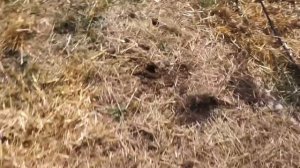 Зачем нам картон на грядках?!