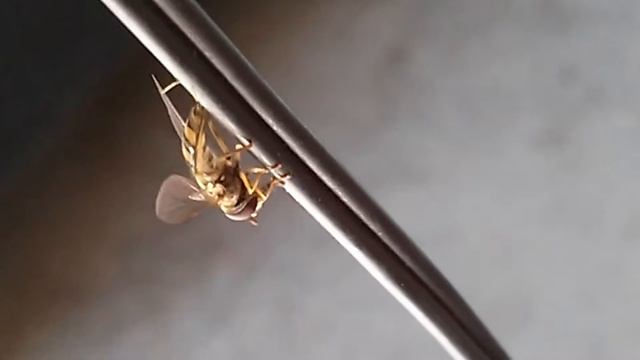 Hover Fly Chilling on Headphones смотреть онлайн