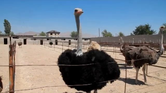 Страусиная ферма в Худжанде смотреть онлайн