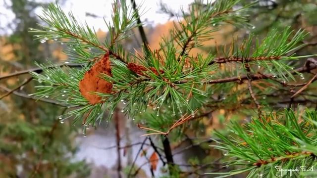 Песни для души. Дождь на ладони. Алексей Хоцкий. Красивая природа. смотреть онлайн