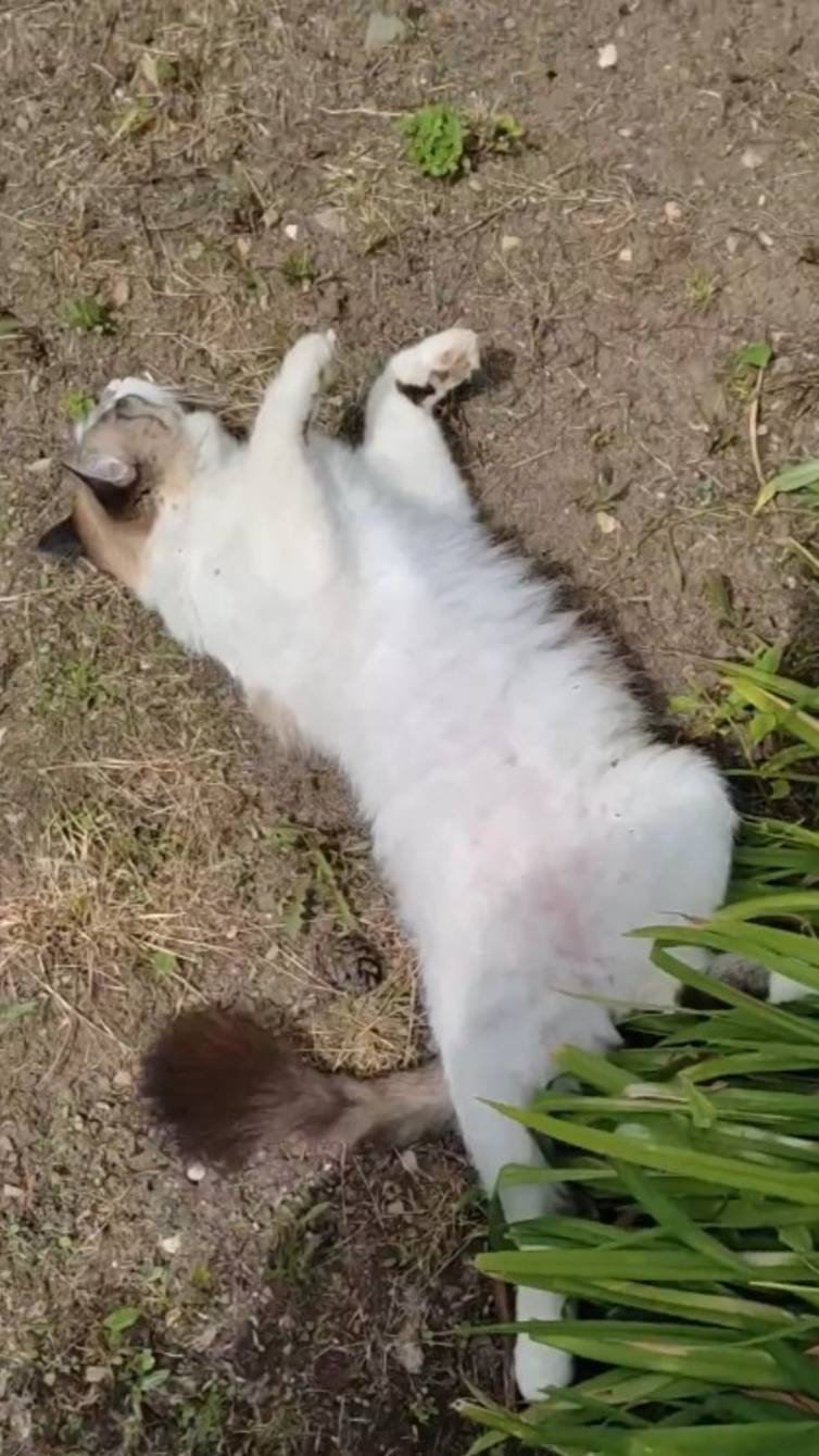 Котик Мачо отдыхает под Лилейниками ,,Веселые ребята_ смотреть онлайн