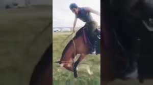 объездка лошади