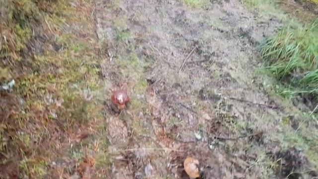 Боровики. Латвия. смотреть онлайн