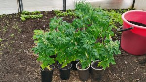 Томаты отправляются в теплицу несмотря на заморозки! Прикапываю лук из семян.