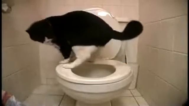 Кот на унитазе смотреть онлайн