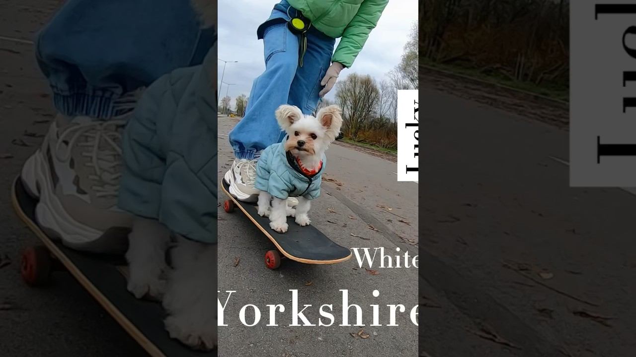 Dog on skateboard смотреть онлайн