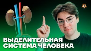 Выделительная система человека | Биология ОГЭ | Умскул