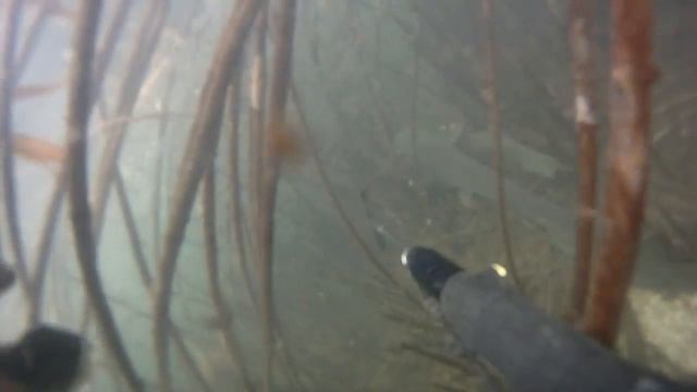 Подводная охота в Саратове смотреть онлайн