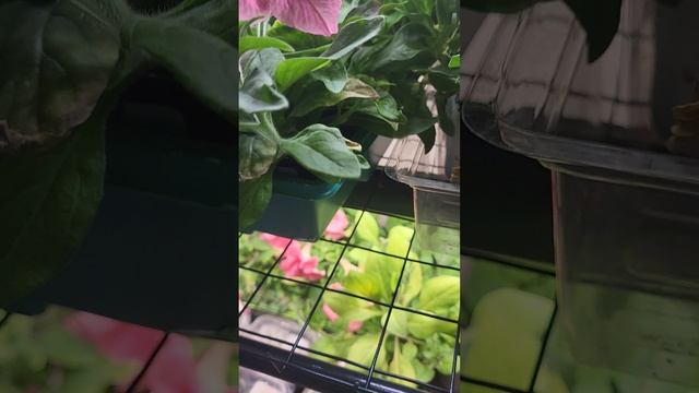 Моя прелесть❤️ смотреть онлайн