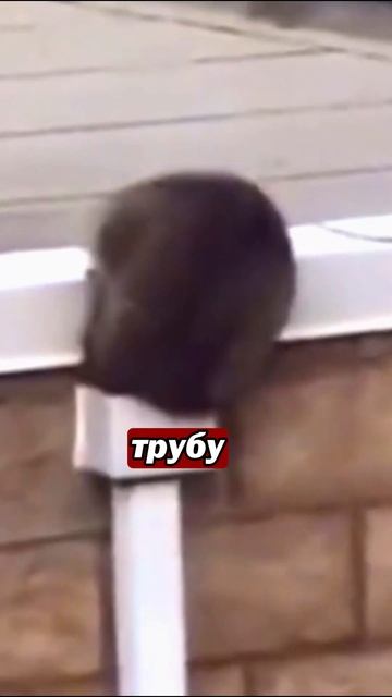 Еноты тоже жидкость