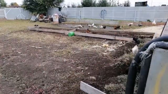 Болею, потеряла индюшку смотреть онлайн