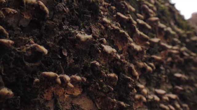 ПОХОД смотреть онлайн