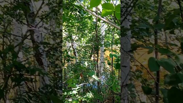 Магнитогорск экопарк смотреть онлайн