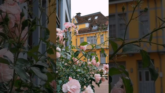 Schleswig уютный красивый вкусный городок смотреть онлайн
