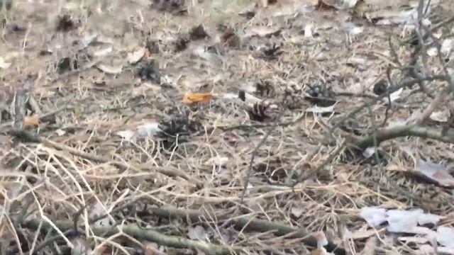 Матвеевский лес смотреть онлайн