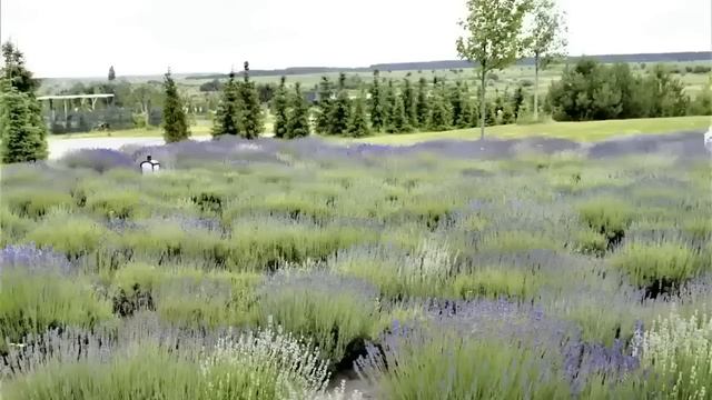 Зять подарил тёще дачу. Но она была в шоке: к ней стали ездить незваные гости. И тогда у неё... смотреть онлайн