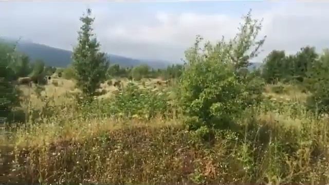 6 июля 2018 г. | Чеченская Республика. Элистанжи - Ведено - Шали - Грозный смотреть онлайн