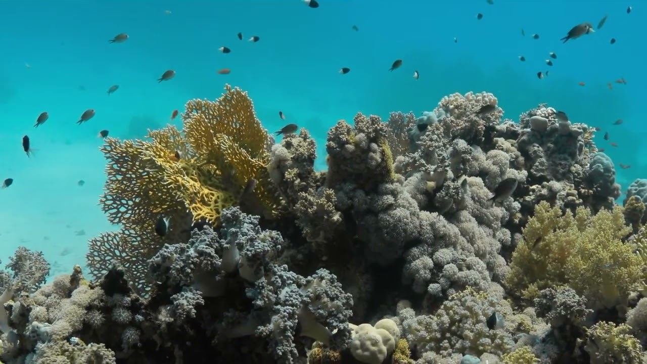 Red Sea 12 смотреть онлайн
