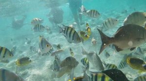 Egypt. Charmillion Gardens Aqua Park. March 2024. Пляж отеля.