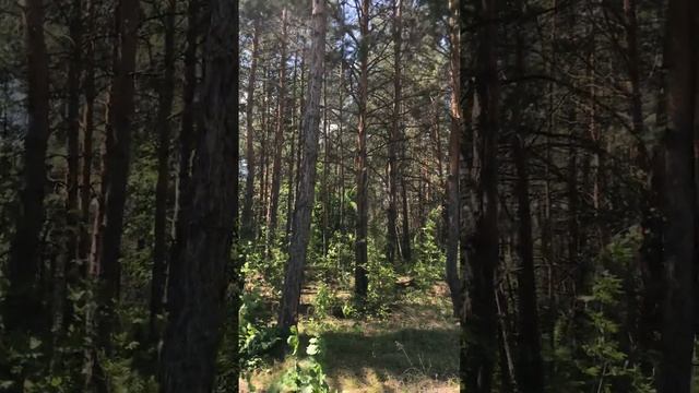 Малая Царевшина 2 смотреть онлайн